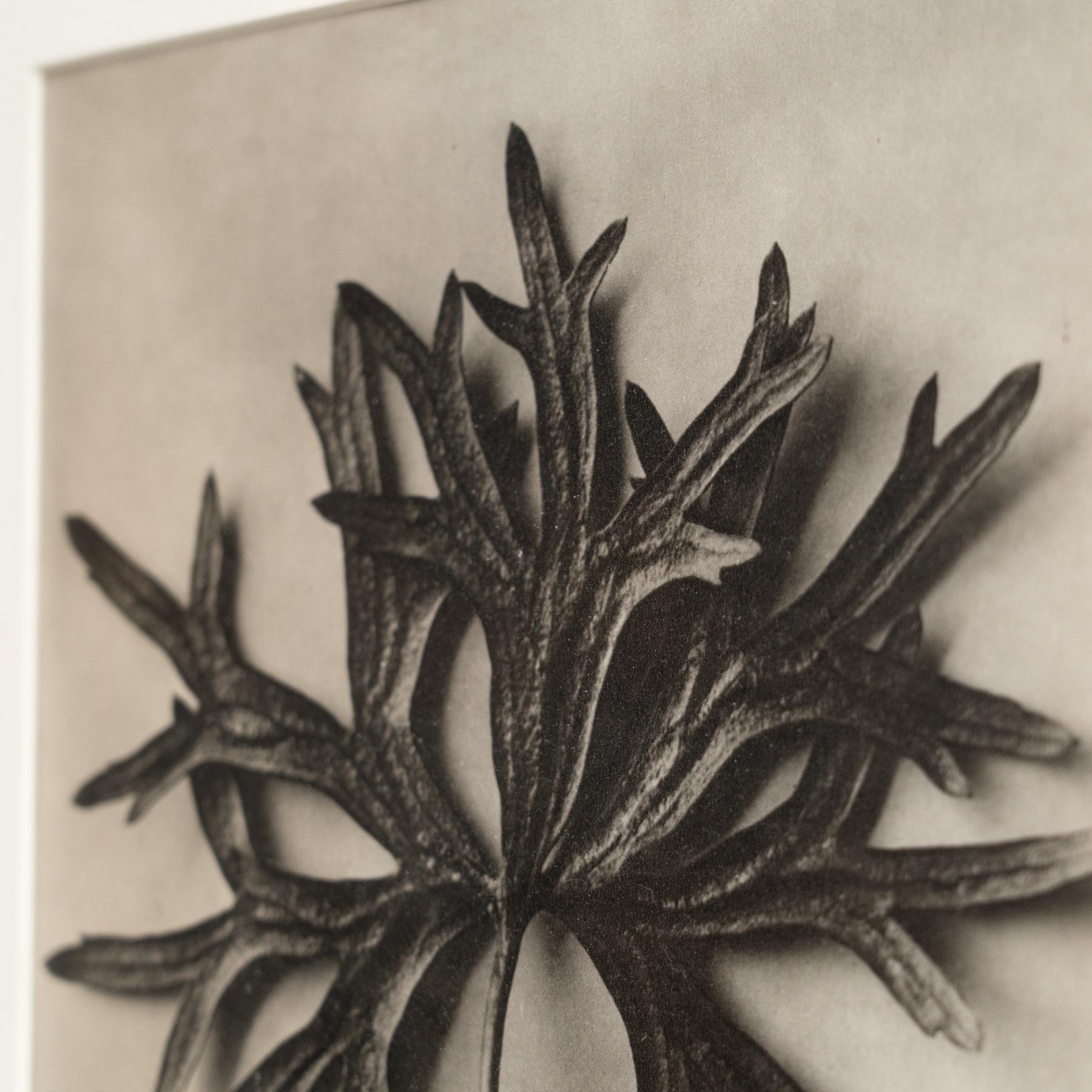 Metà XX secolo Karl Blossfeldt Photogravure: L'Eleganza della Natura in una cornice classica (1942) in vendita