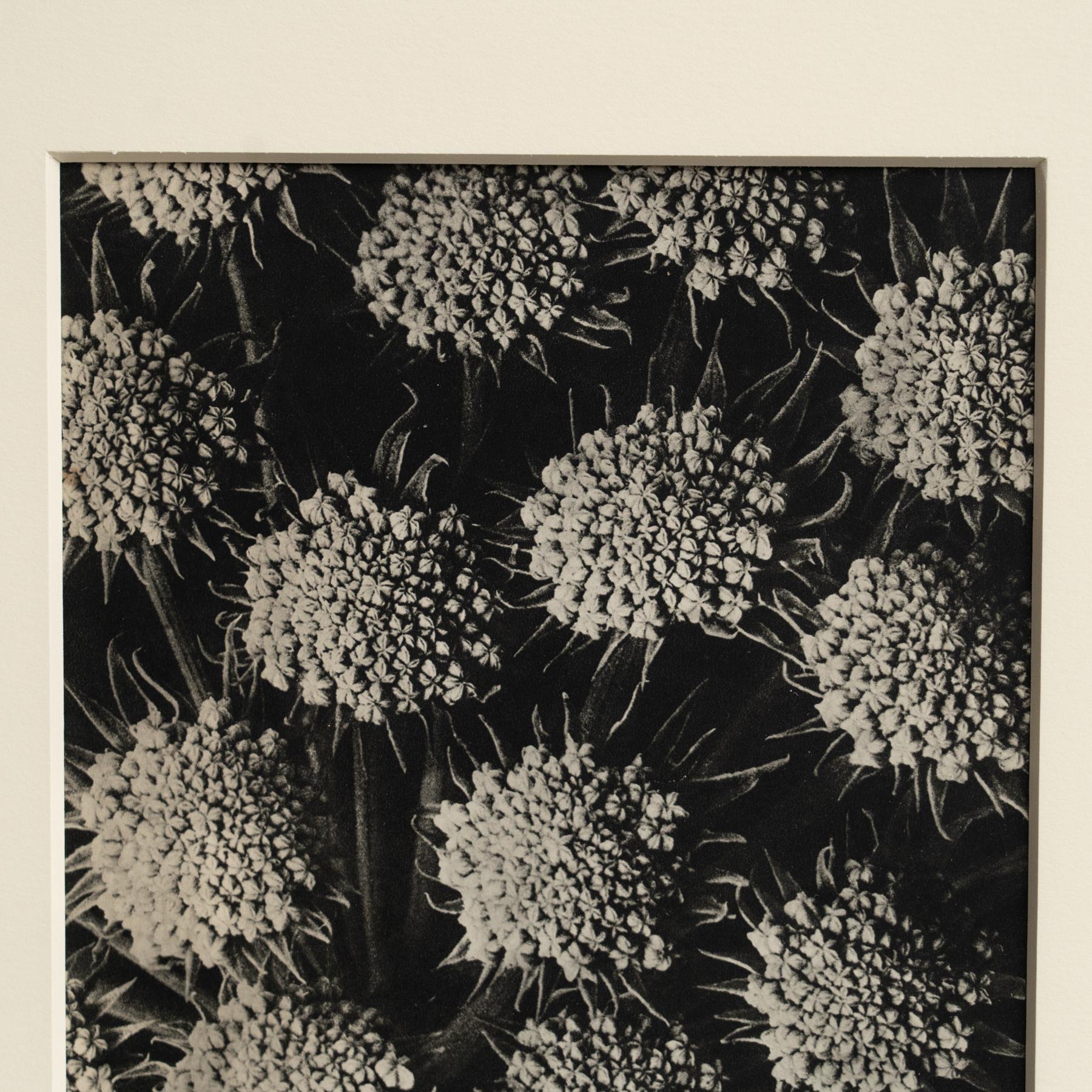 Metà XX secolo Karl Blossfeldt Photogravure: L'Eleganza della Natura in una cornice classica (1942) in vendita