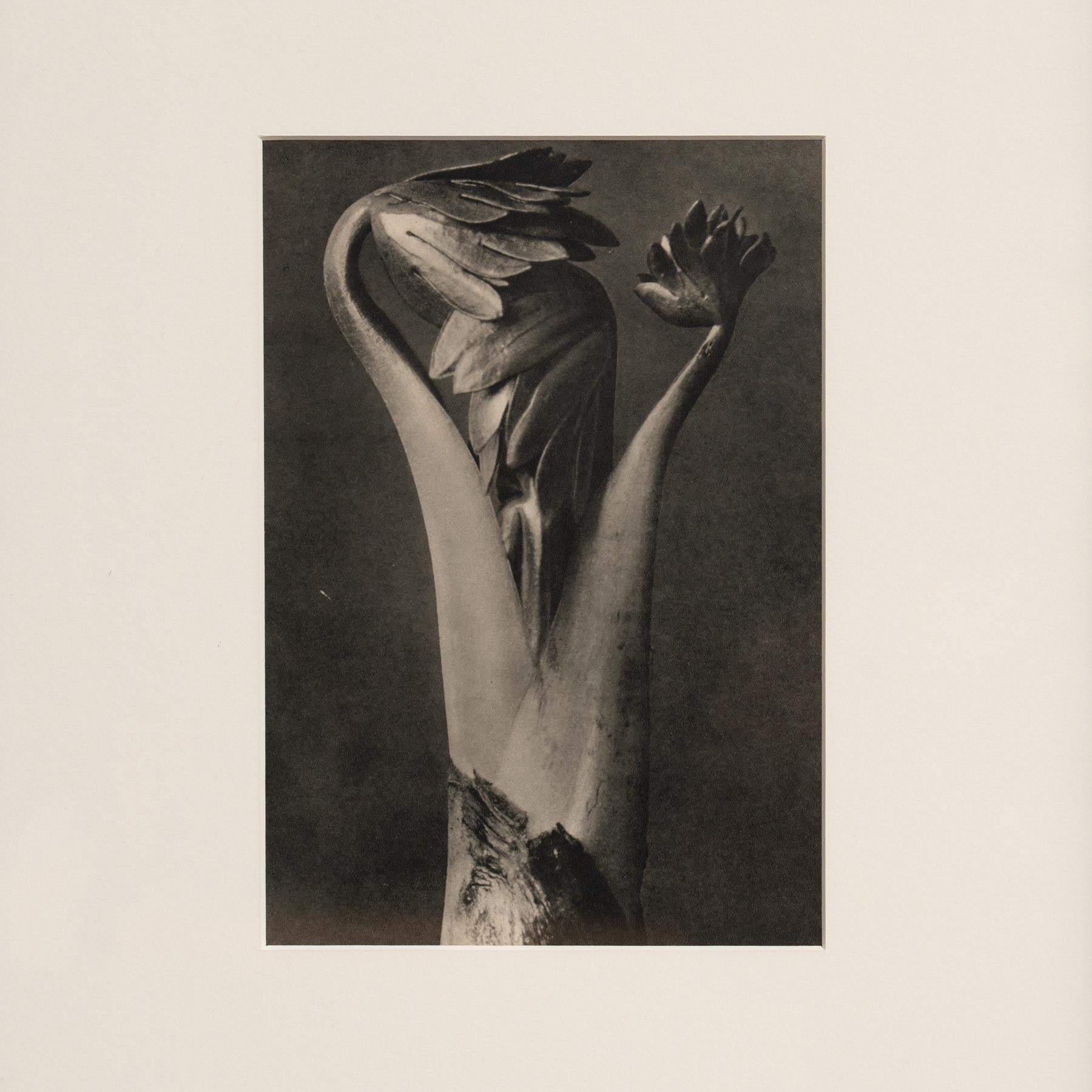 Paper Karl Blossfeldt Photogravure: Nature's Elegance in Classic Frame (1942) For Sale