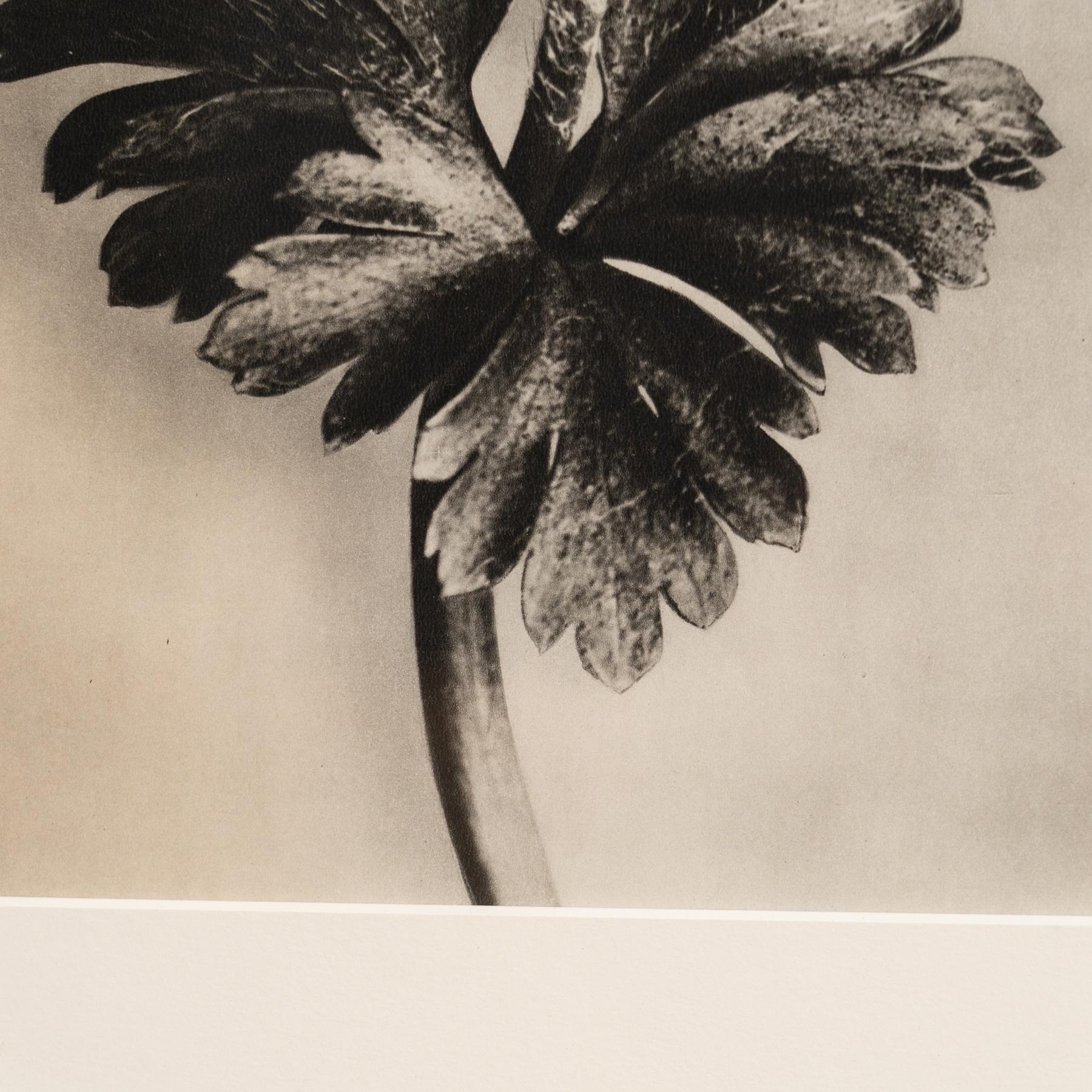 Karl Blossfeldt Fotogravüre: Die Eleganz der Natur im Classic-Rahmen (1942) (Papier) im Angebot