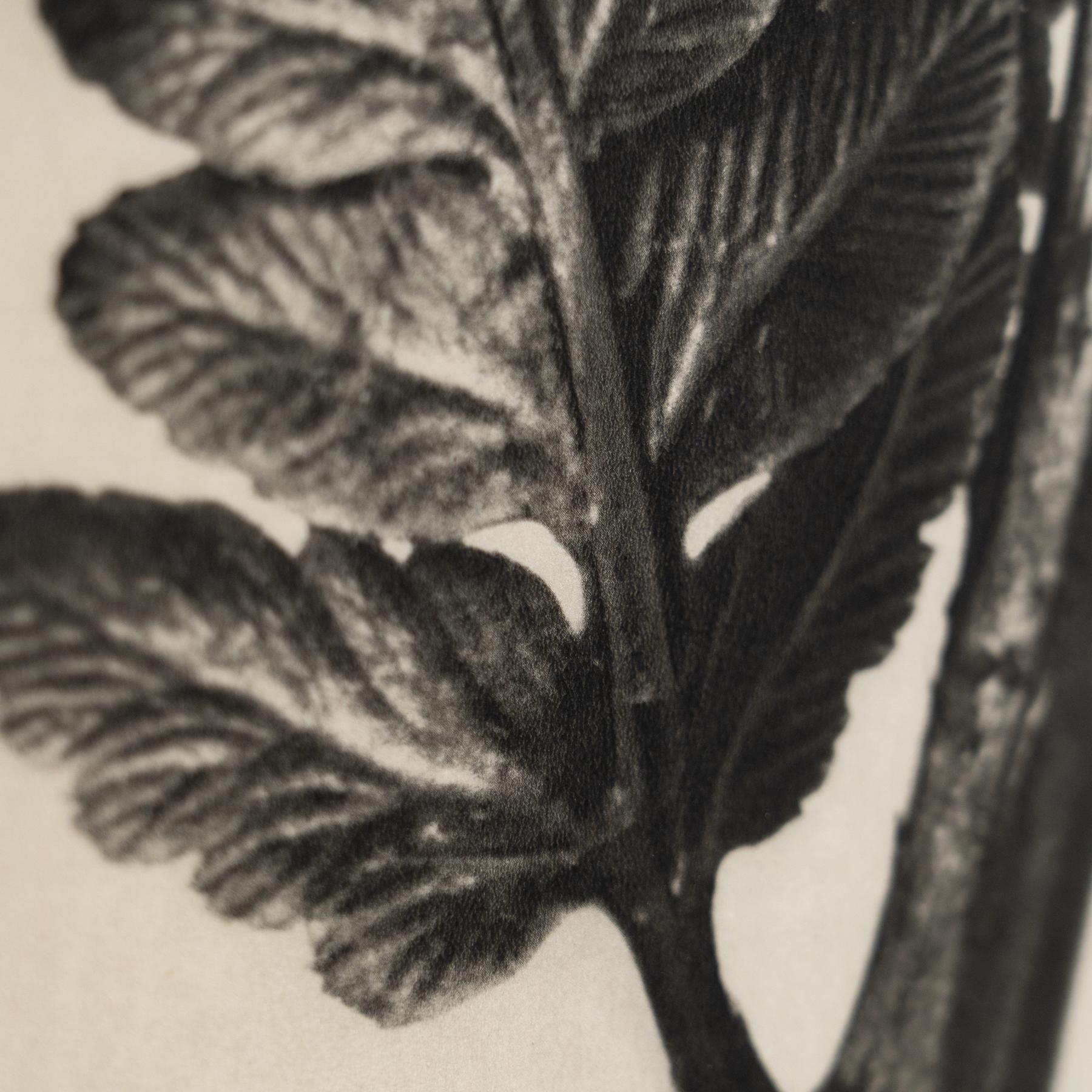 Paper Karl Blossfeldt Photogravure: Nature's Elegance in Classic Frame (1942) For Sale