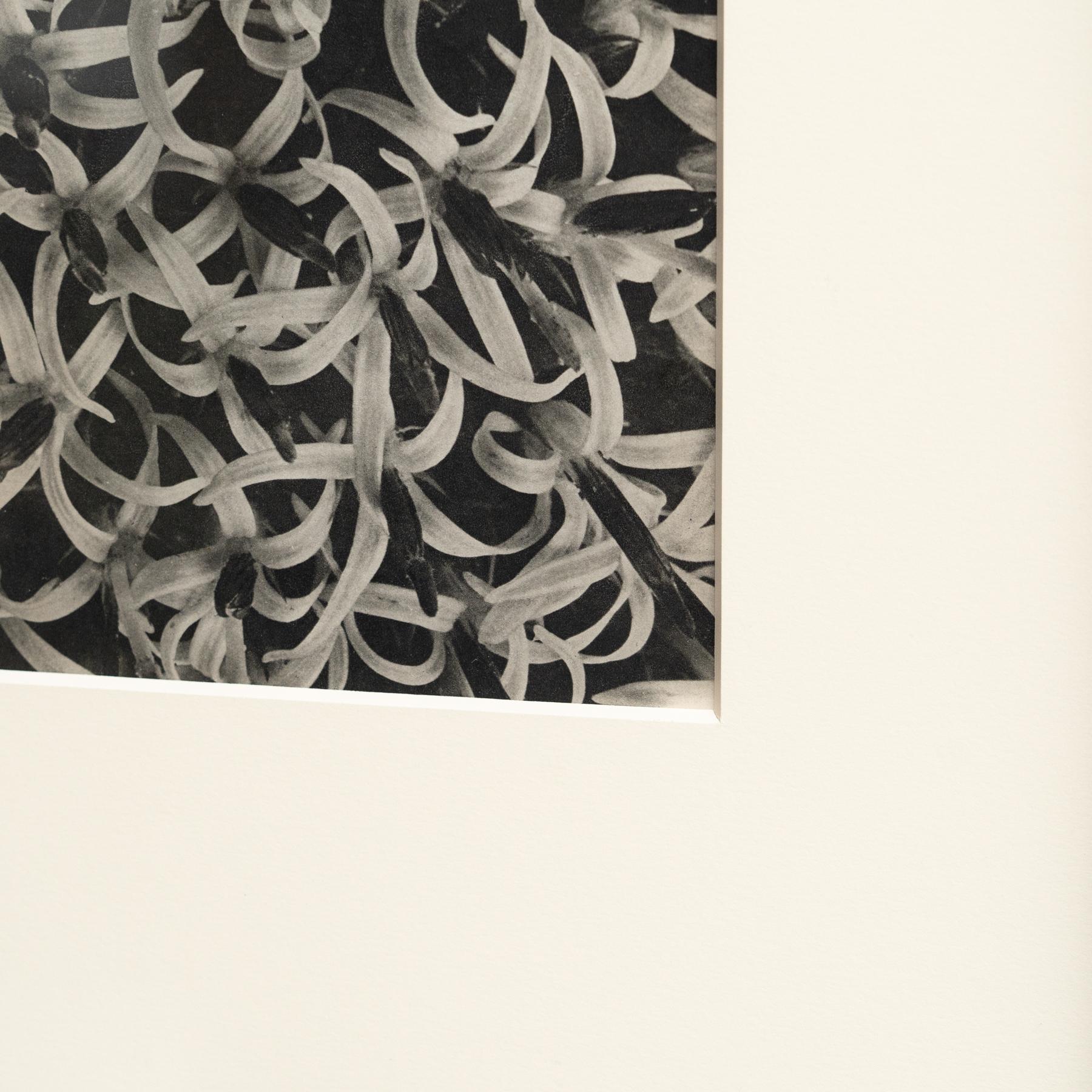 Paper Karl Blossfeldt Photogravure: Nature's Elegance in Classic Frame (1942) For Sale