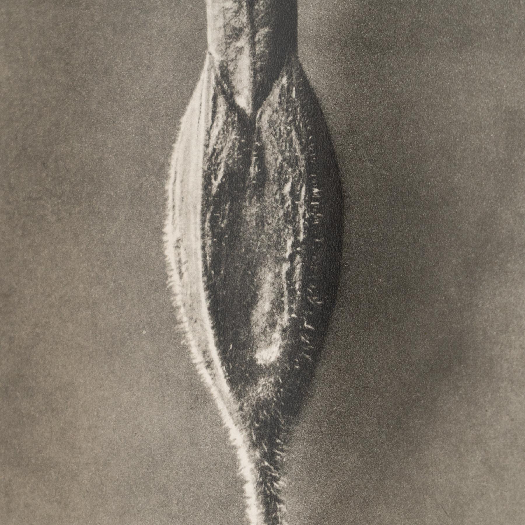 Paper Karl Blossfeldt Photogravure: Nature's Elegance in Classic Frame (1942) For Sale