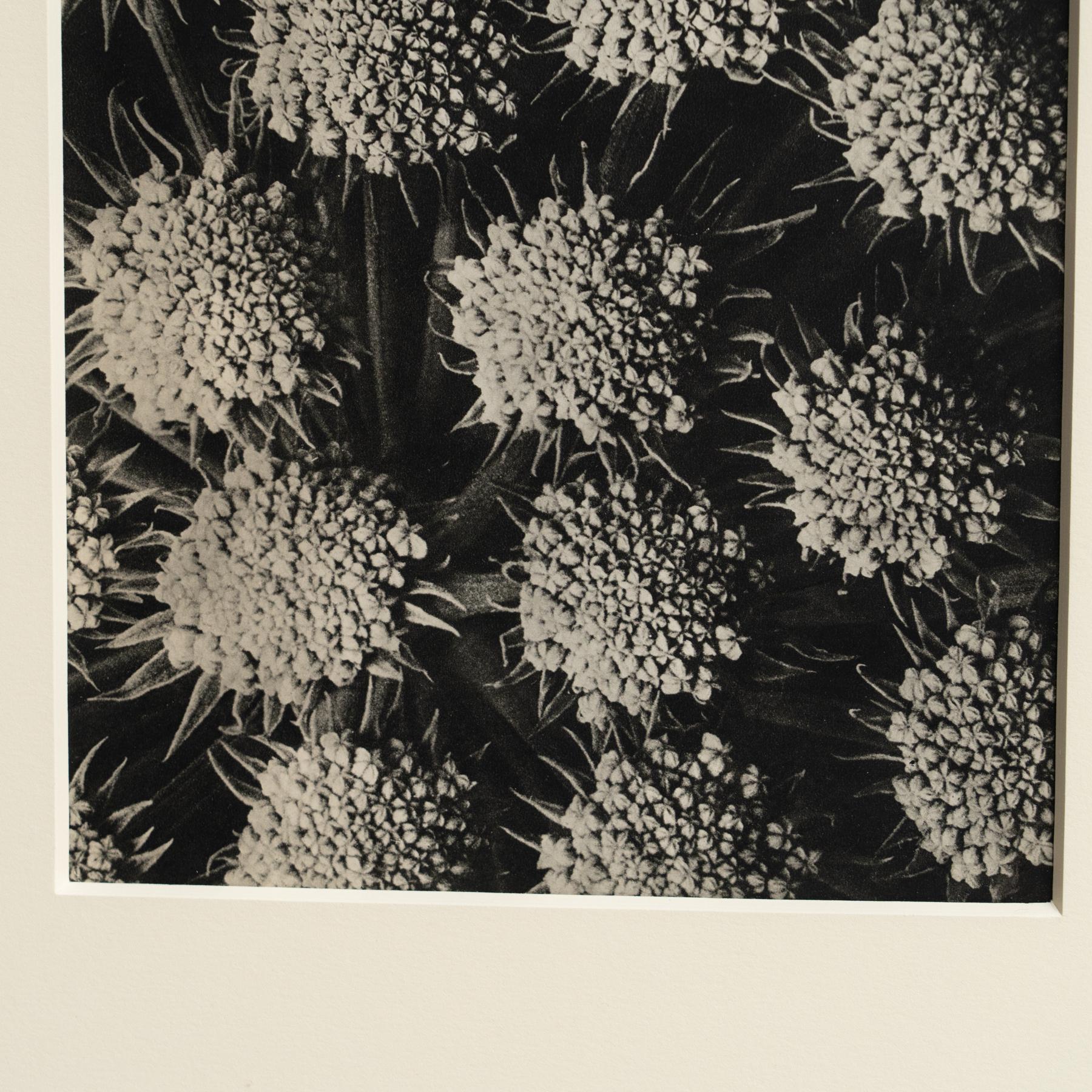 Carta Karl Blossfeldt Photogravure: L'Eleganza della Natura in una cornice classica (1942) in vendita