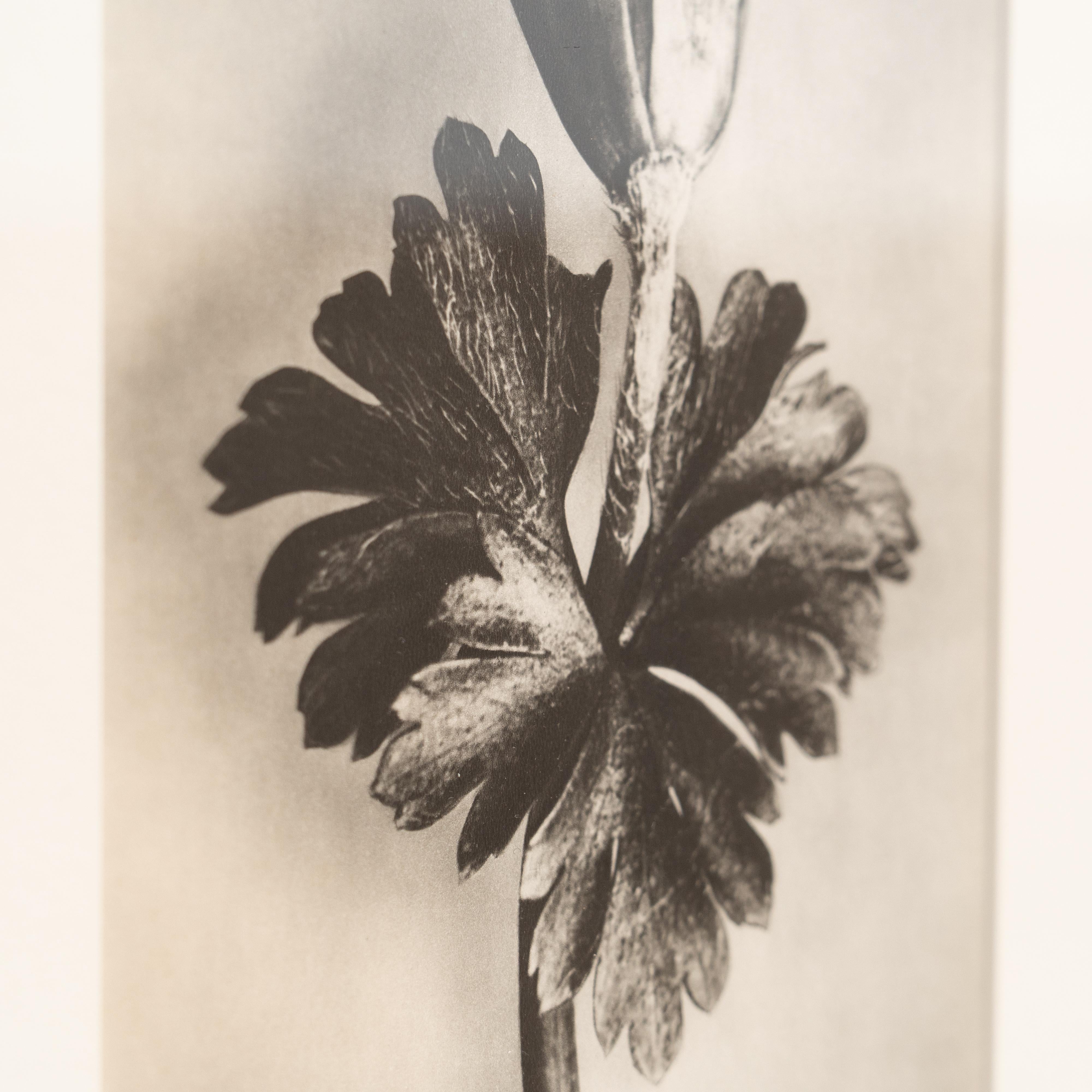 Karl Blossfeldt Photogravure: Nature's Elegance in Classic Frame (1942) For Sale 1