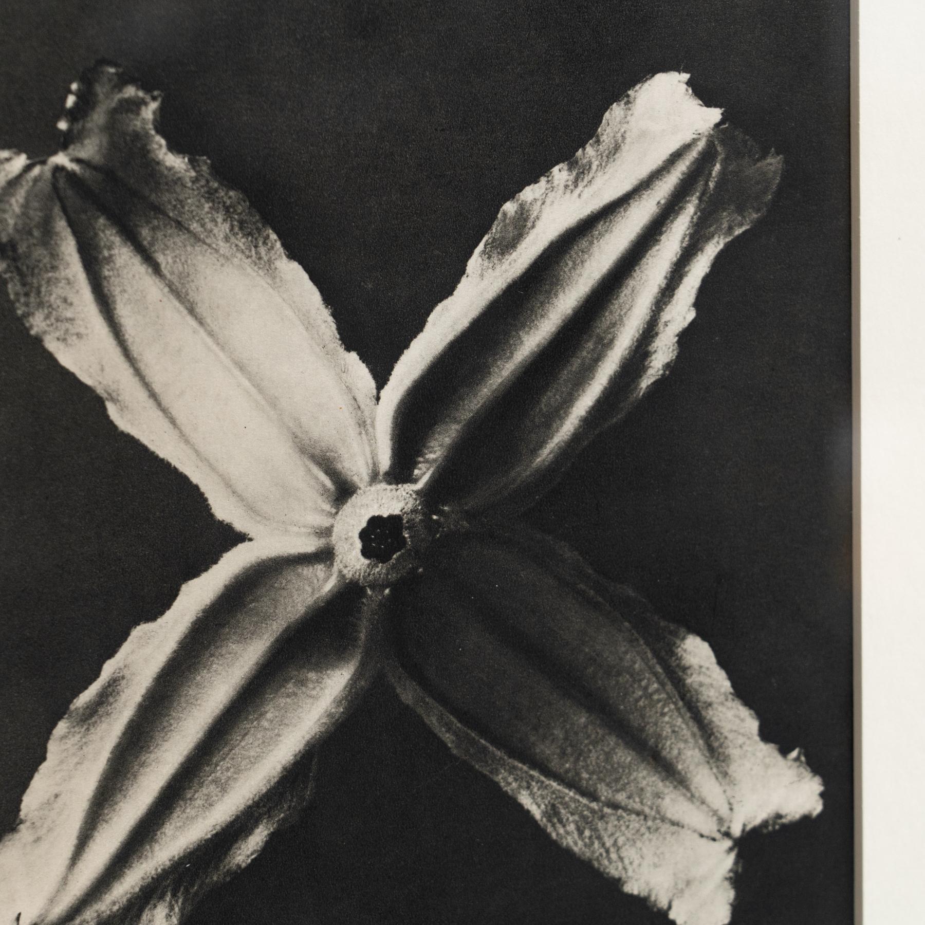 Karl Blossfeldt Photogravure: Nature's Elegance in Classic Frame (1942) For Sale 1