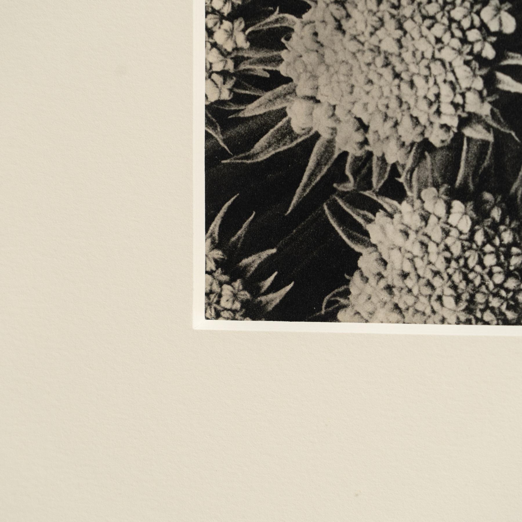 Karl Blossfeldt Photogravure: L'Eleganza della Natura in una cornice classica (1942) in vendita 1