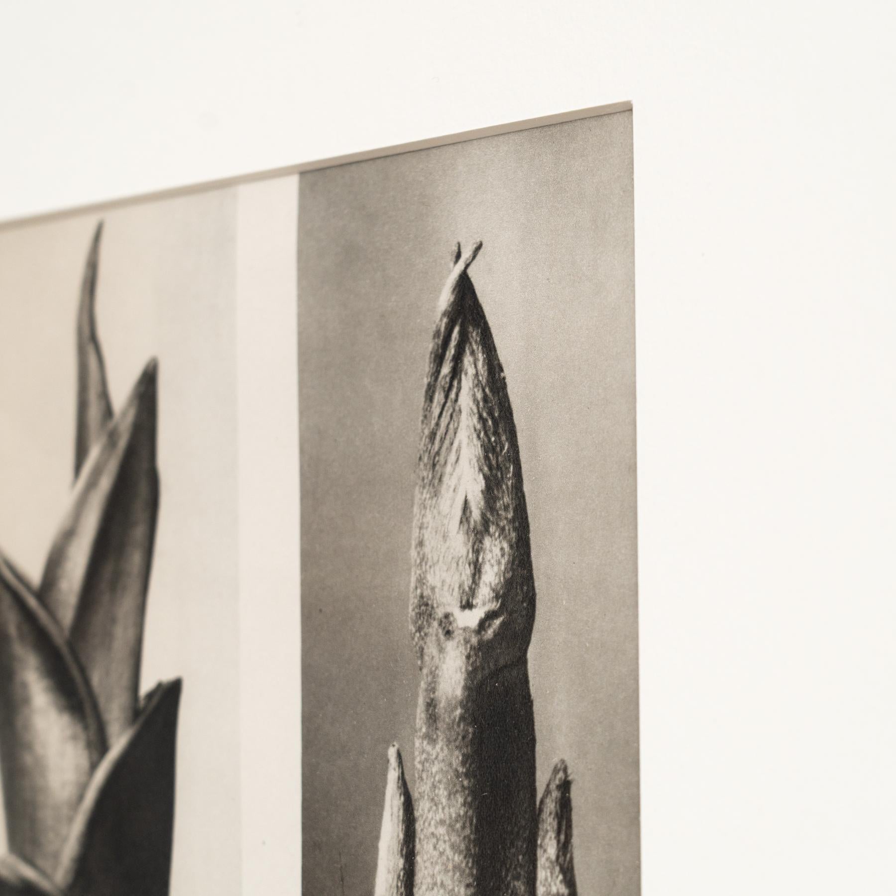 Karl Blossfeldt Photogravure: L'Eleganza della Natura in una cornice classica (1942) in vendita 2