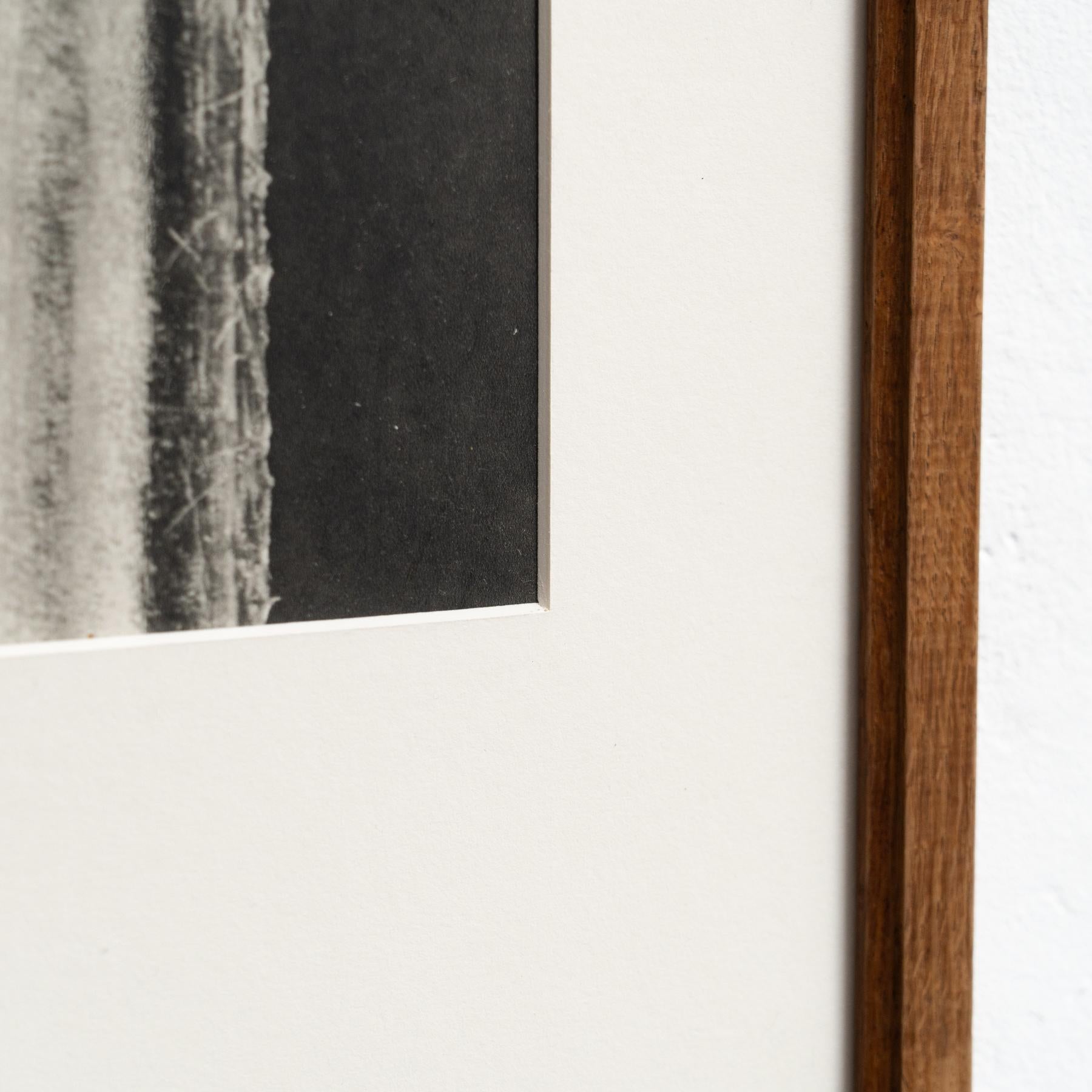Karl Blossfeldt Photogravure: L'Eleganza della Natura in una cornice classica (1942) in vendita 2