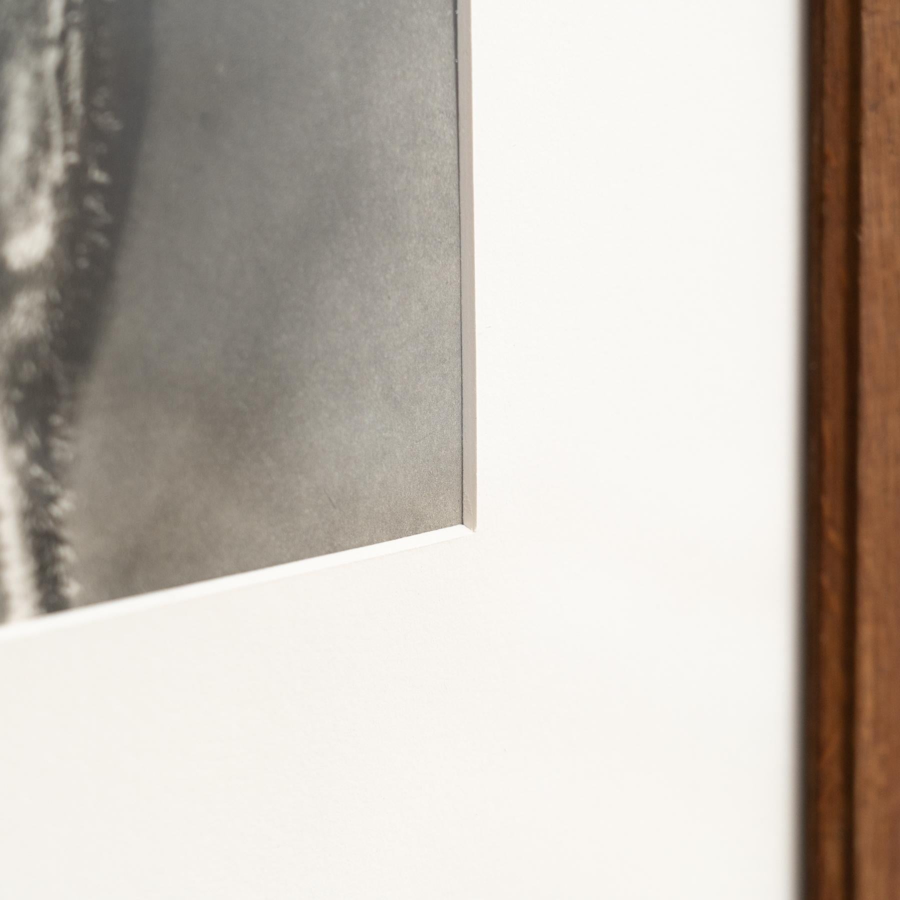 Karl Blossfeldt Photogravure: Nature's Elegance in Classic Frame (1942) For Sale 2