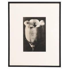 Karl Blossfeldt Photogravure: L'Eleganza della Natura in una cornice classica (1942)