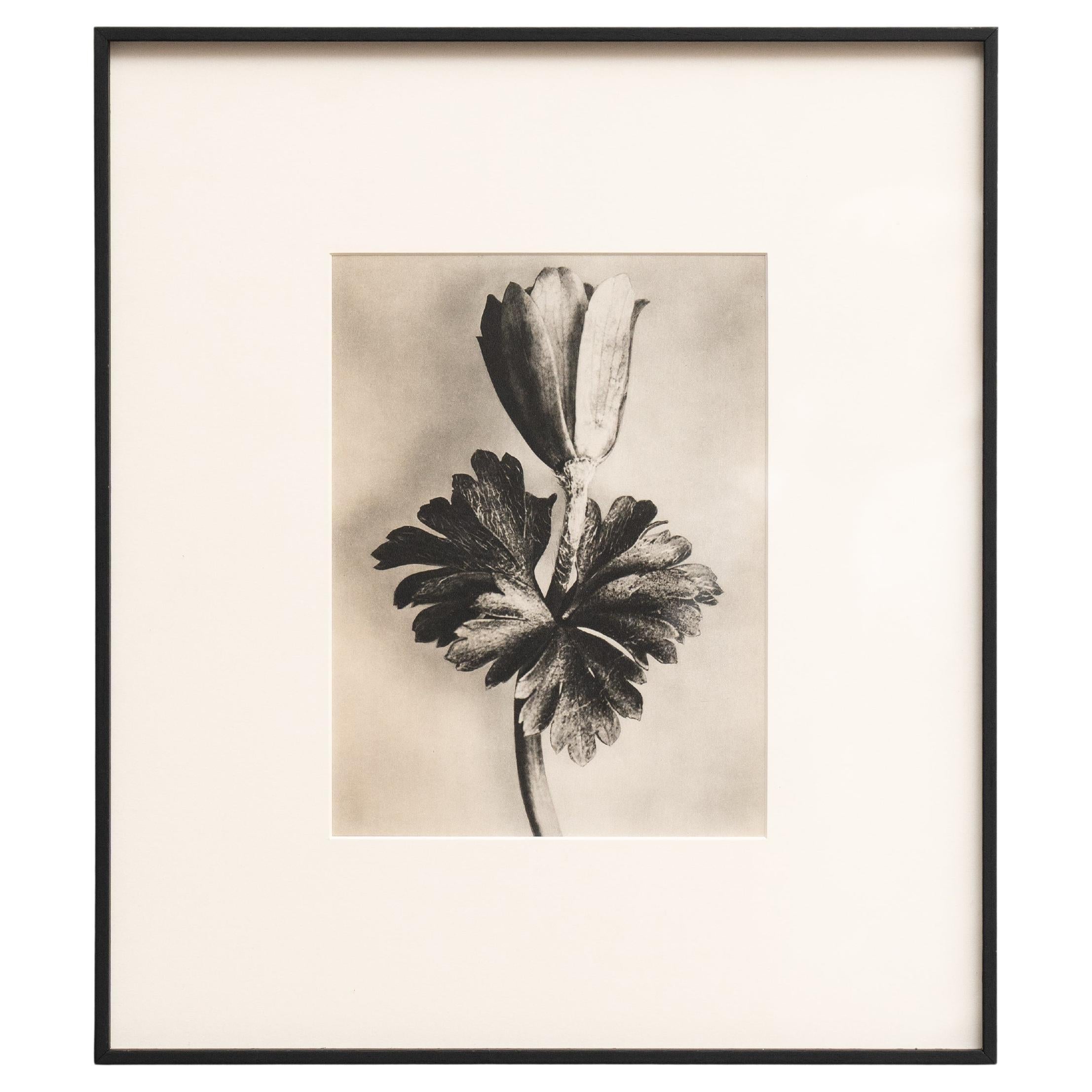Karl Blossfeldt Photogravure: Nature's Elegance in Classic Frame (1942) For Sale