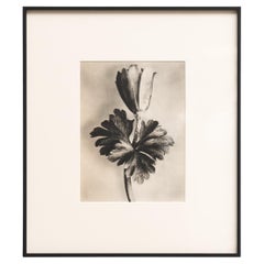Karl Blossfeldt Photogravure: L'Eleganza della Natura in una cornice classica (1942)