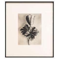 Vintage Karl Blossfeldt Photogravure: Nature's Elegance in Classic Frame (1942)