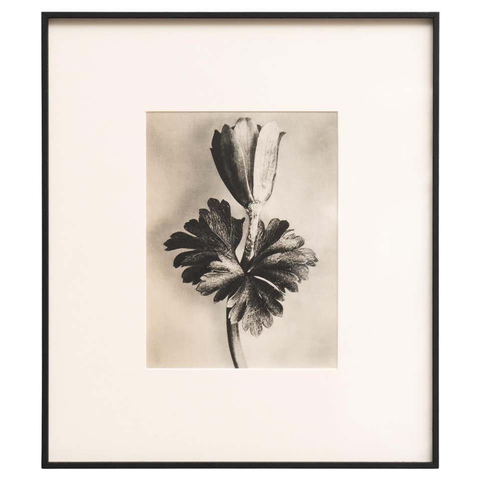 Karl Blossfeldt 1942 B W Botanic Photogravure Iconic Floral Art karl-blossfeldt-1942-b-w-botanic-photogravure-iconic-floral-art