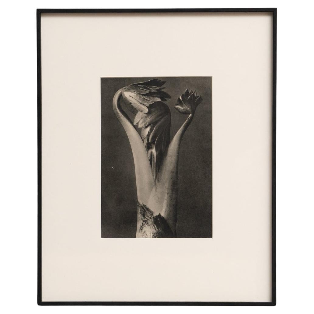 Karl Blossfeldt Photogravure: Nature's Elegance in Classic Frame (1942)