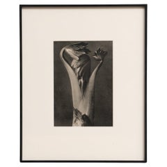 Karl Blossfeldt Fotogravüre: Die Eleganz der Natur im Classic-Rahmen (1942)