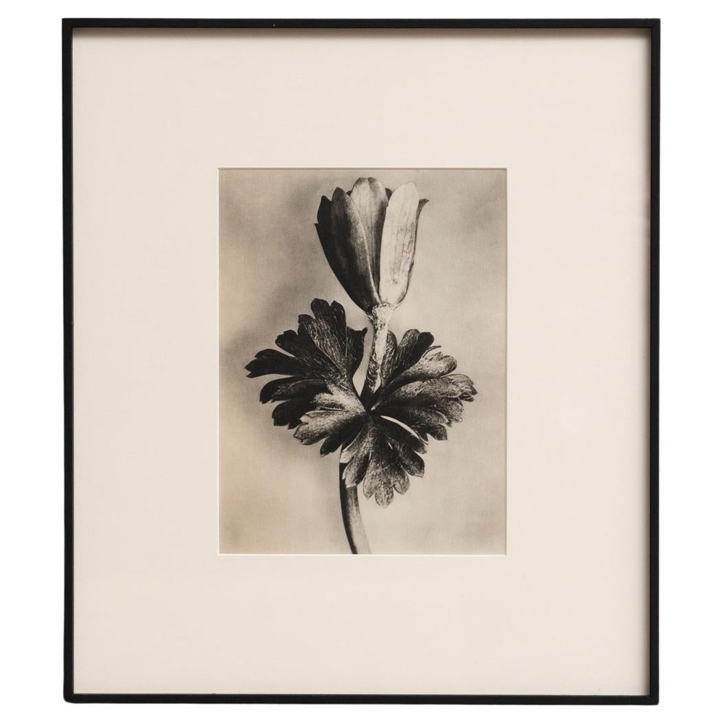 Karl Blossfeldt Photogravure: Nature's Elegance in Classic Frame (1942)