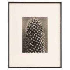 Karl Blossfeldt Photogravure: Nature's Elegance in Classic Frame (1942)