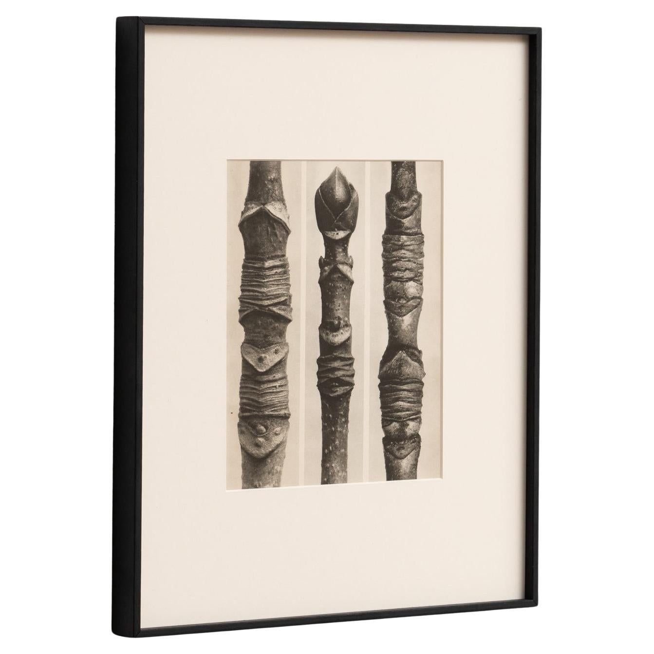 Karl Blossfeldt Photogravure: Nature's Elegance in Classic Frame (1942)