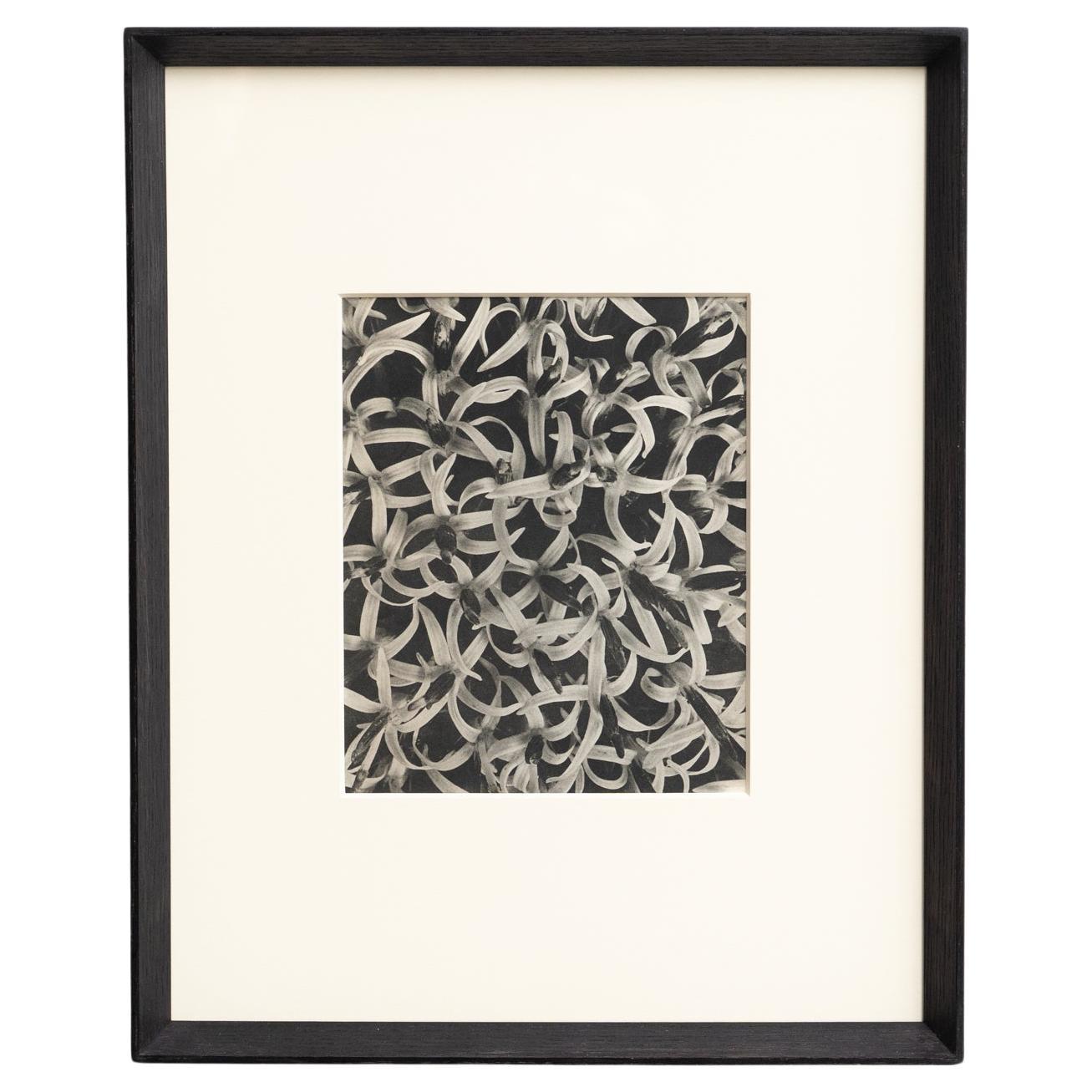 Karl Blossfeldt Photogravure: Nature's Elegance in Classic Frame (1942)