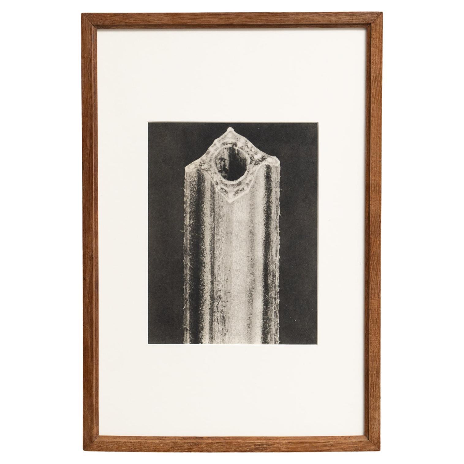 Karl Blossfeldt Photogravure: L'Eleganza della Natura in una cornice classica (1942)
