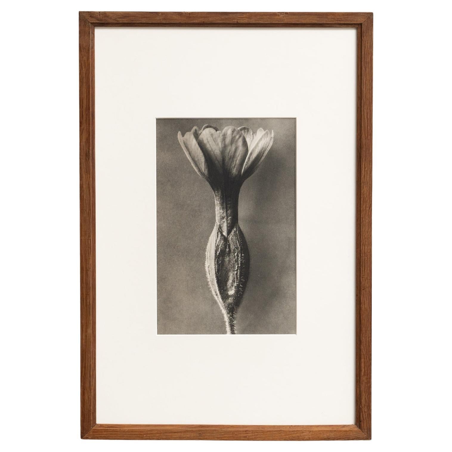 Karl Blossfeldt Photogravure: L'Eleganza della Natura in una cornice classica (1942)