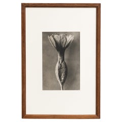 Karl Blossfeldt Photogravure: L'Eleganza della Natura in una cornice classica (1942)