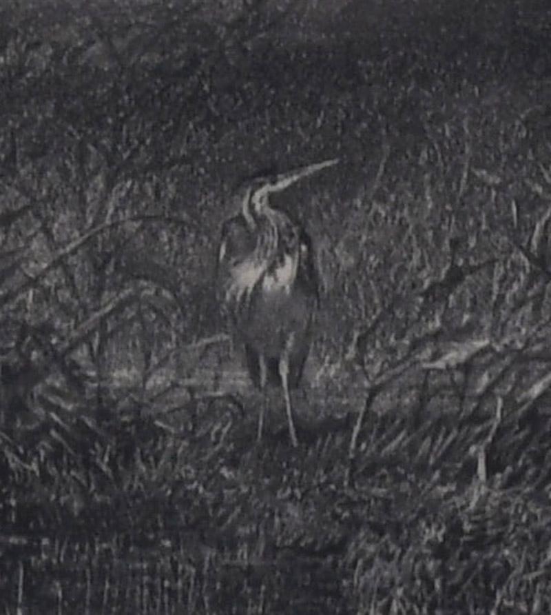 Soir: Cerf et Herons (Der Abend: Hirsch und Herons) (Grau), Animal Print, von Karl Bodmer
