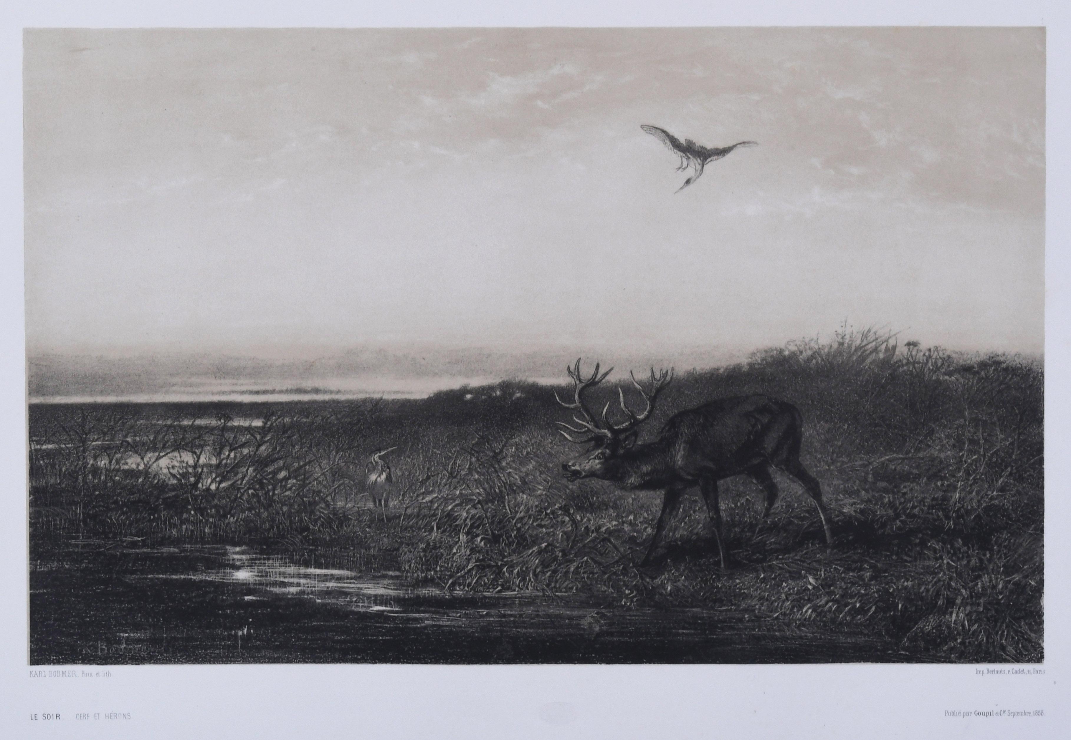 Karl Bodmer Animal Print – Soir: Cerf et Herons (Der Abend: Hirsch und Herons)