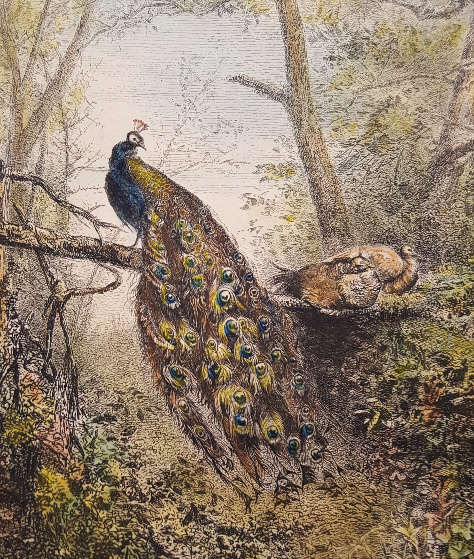 Peacocks on a Bough 3