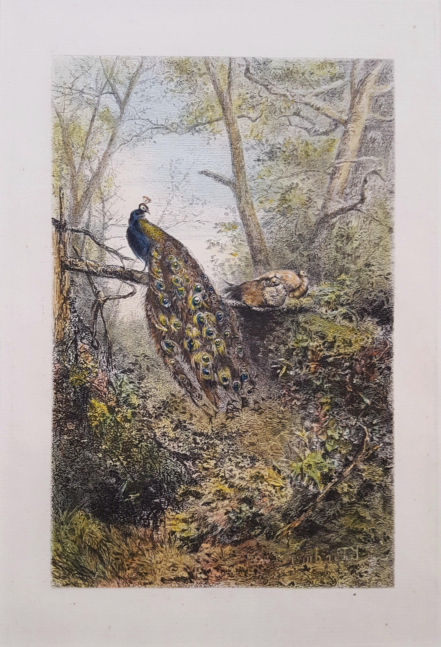 Peacocks on a Bough - Print by Karl Bodmer