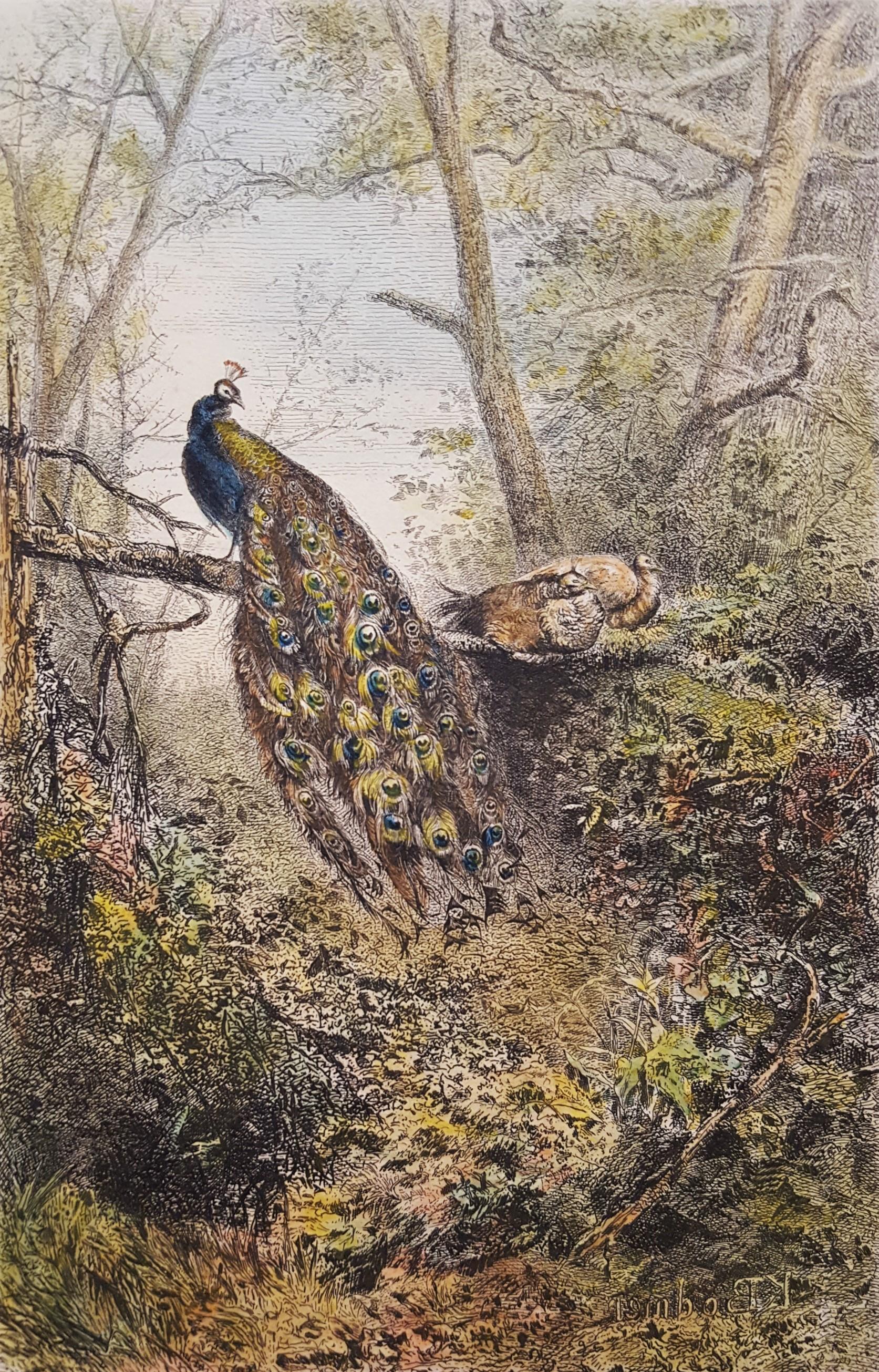 Karl Bodmer Animal Print - Peacocks on a Bough