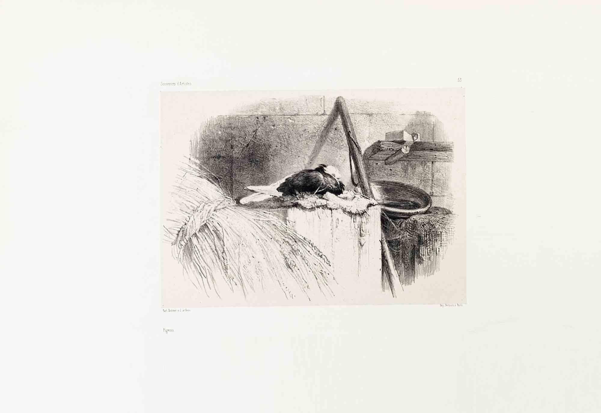 Pigeon is a black-and-white Lithograph on paper realized by Karl Bodmer in the late 19th century.

Signed on the plate.

Good conditions.
