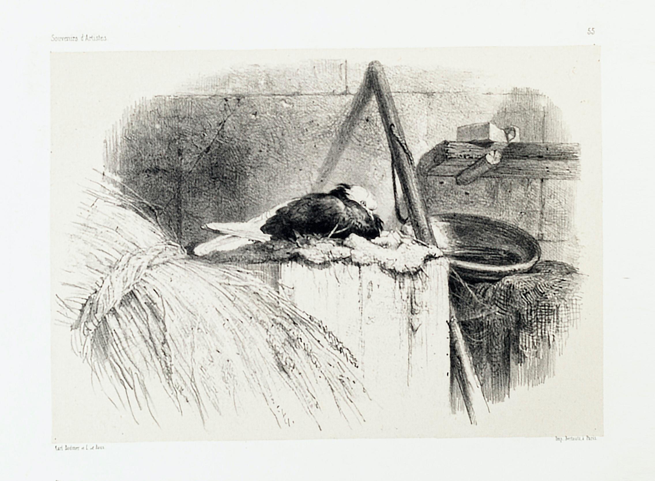 Pigeon – Originallithographie von Karl Bodmer – Ende des 19. Jahrhunderts