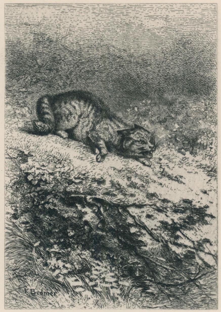 Karl Bodmer Figurative Print - The Wild Cat (Chat Sauvage)