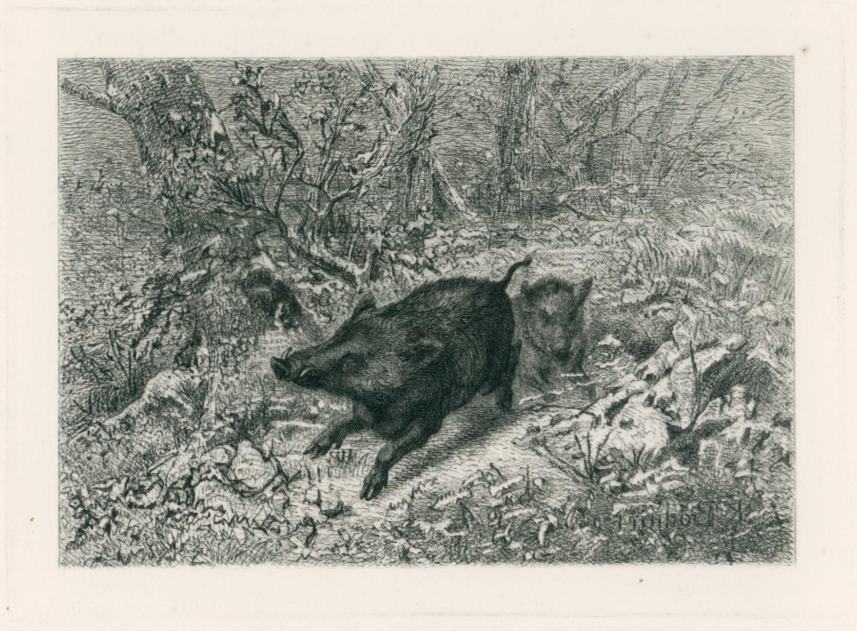Figurative Print Karl Bodmer - Wild Boar, d'Eaux-Fortes Animaux & Paysages : Sanglier