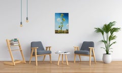 Compass Flower on the Cimarron River, Surrealist Pastoral Painting With Flowers