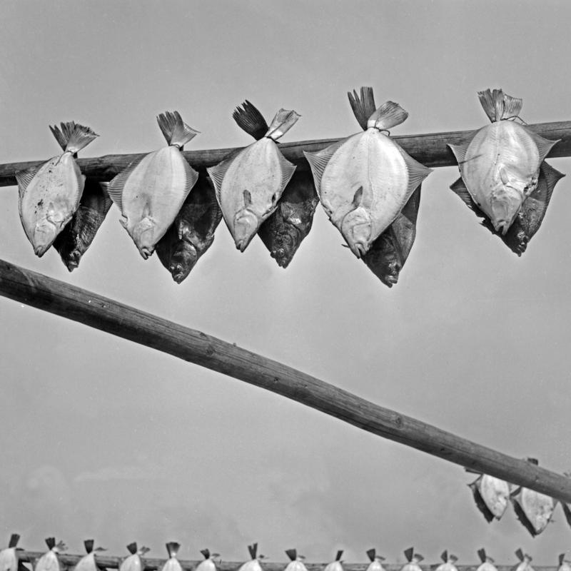 Karl Heinrich Lämmel Color Photograph - Turbots hanging out for drying, Germany 1930 Limited ΣYMO Edition, Copy 1 of 50