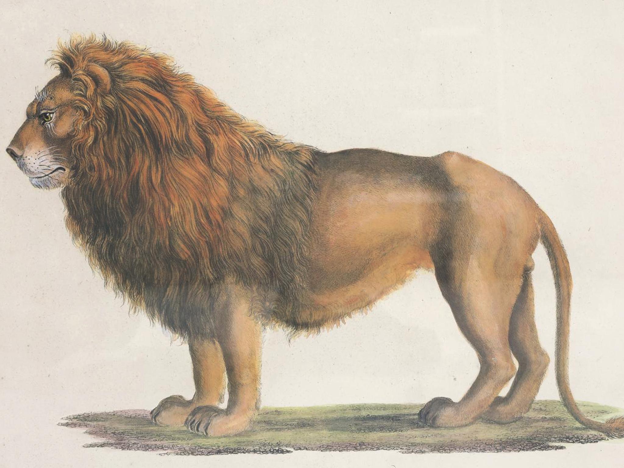 Litografías de grandes felinos de Karl Joseph Brodtmann en Bueno estado para la venta en New York, NY