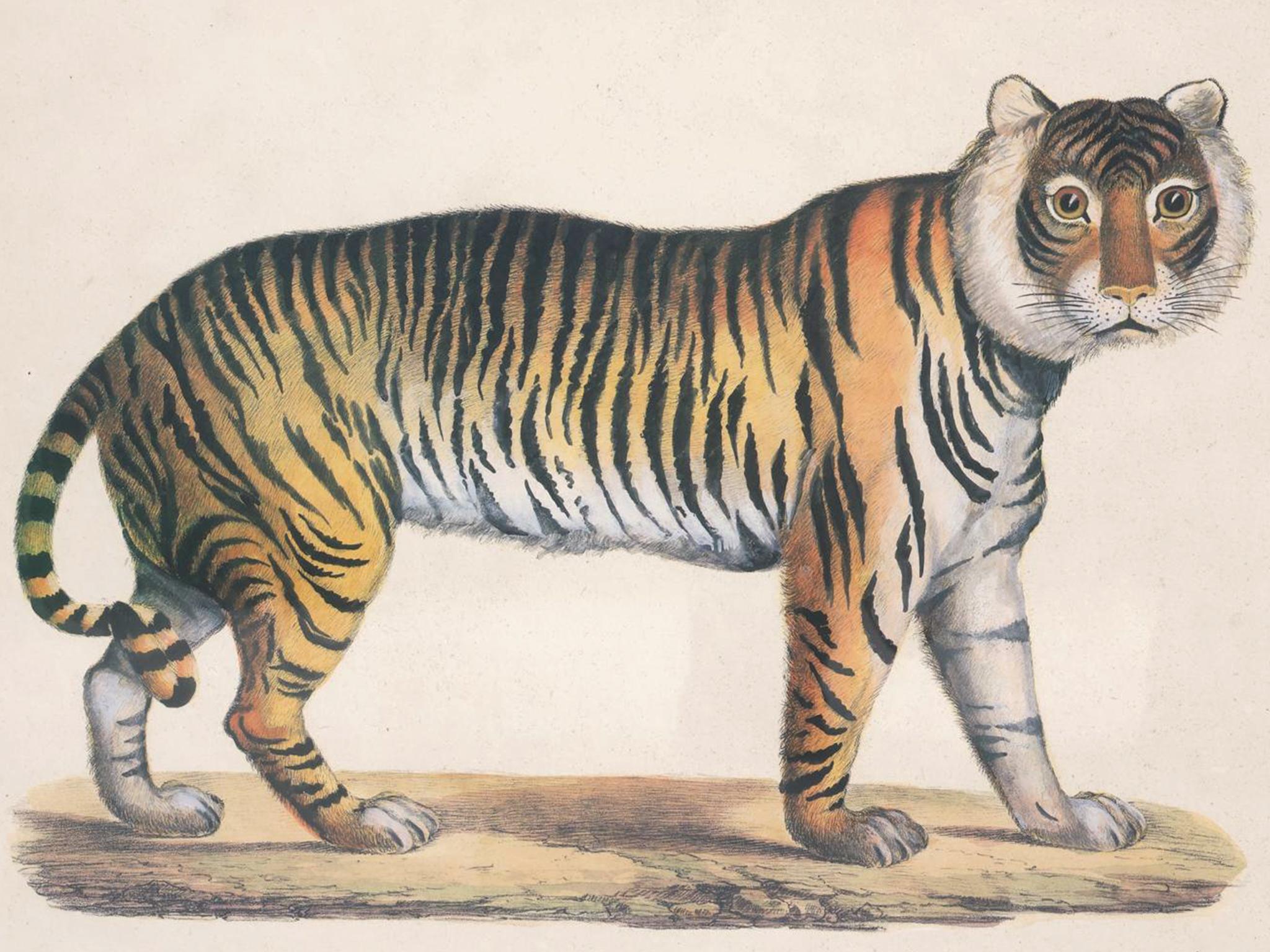 Litografías de grandes felinos de Karl Joseph Brodtmann Vidrio en venta