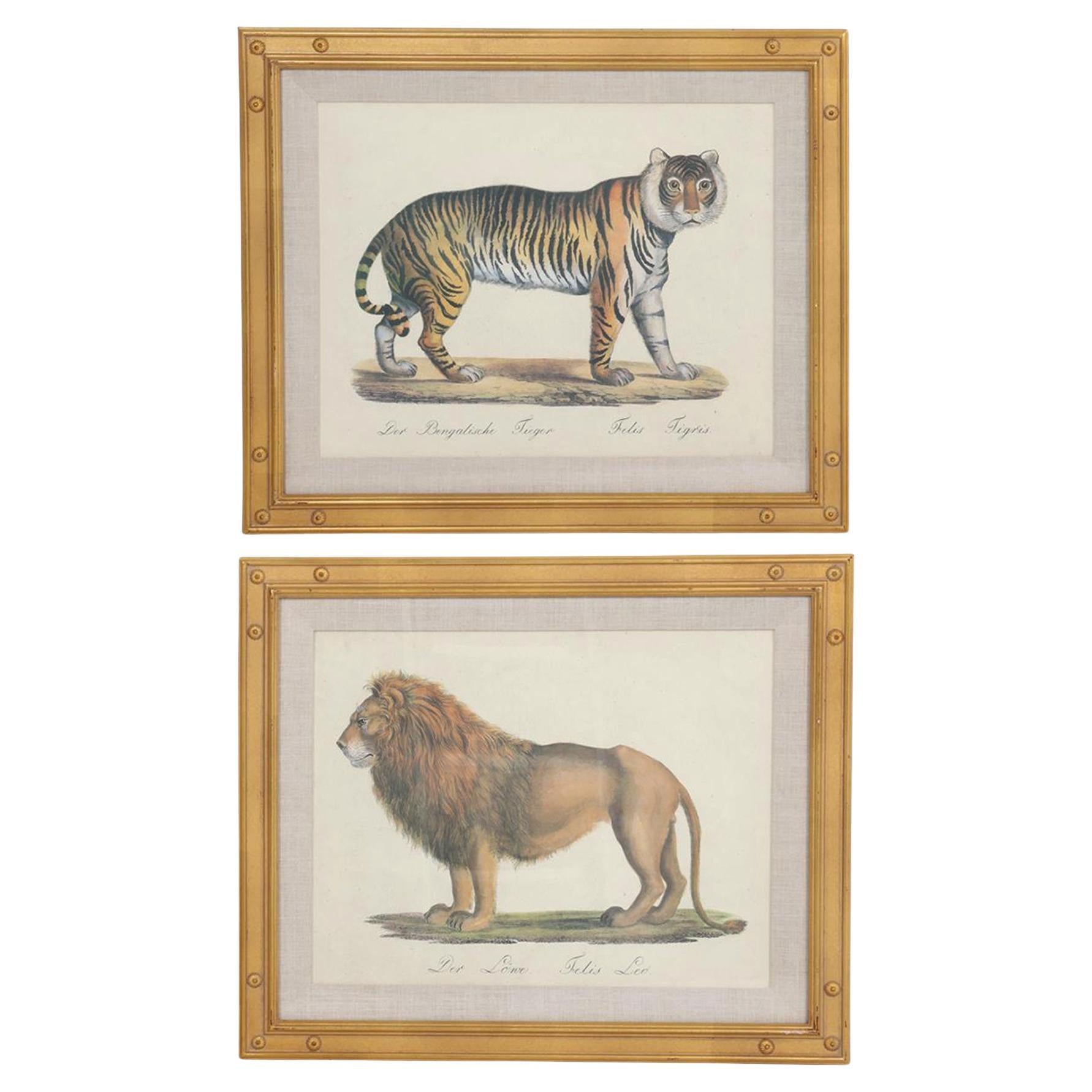 Karl Joseph Brodtmann Lithographs of Big Cats