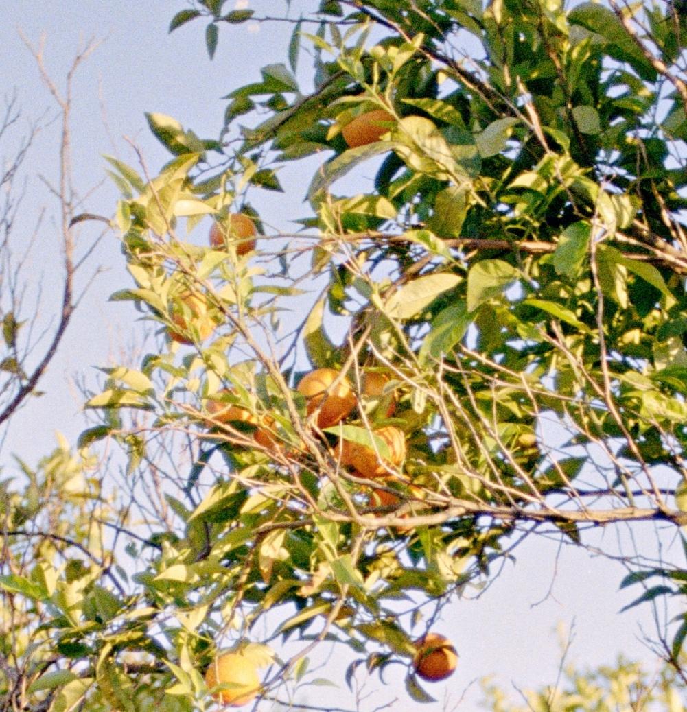Vol d'oranges - Contemporain Photograph par Karla Hiraldo Voleau 