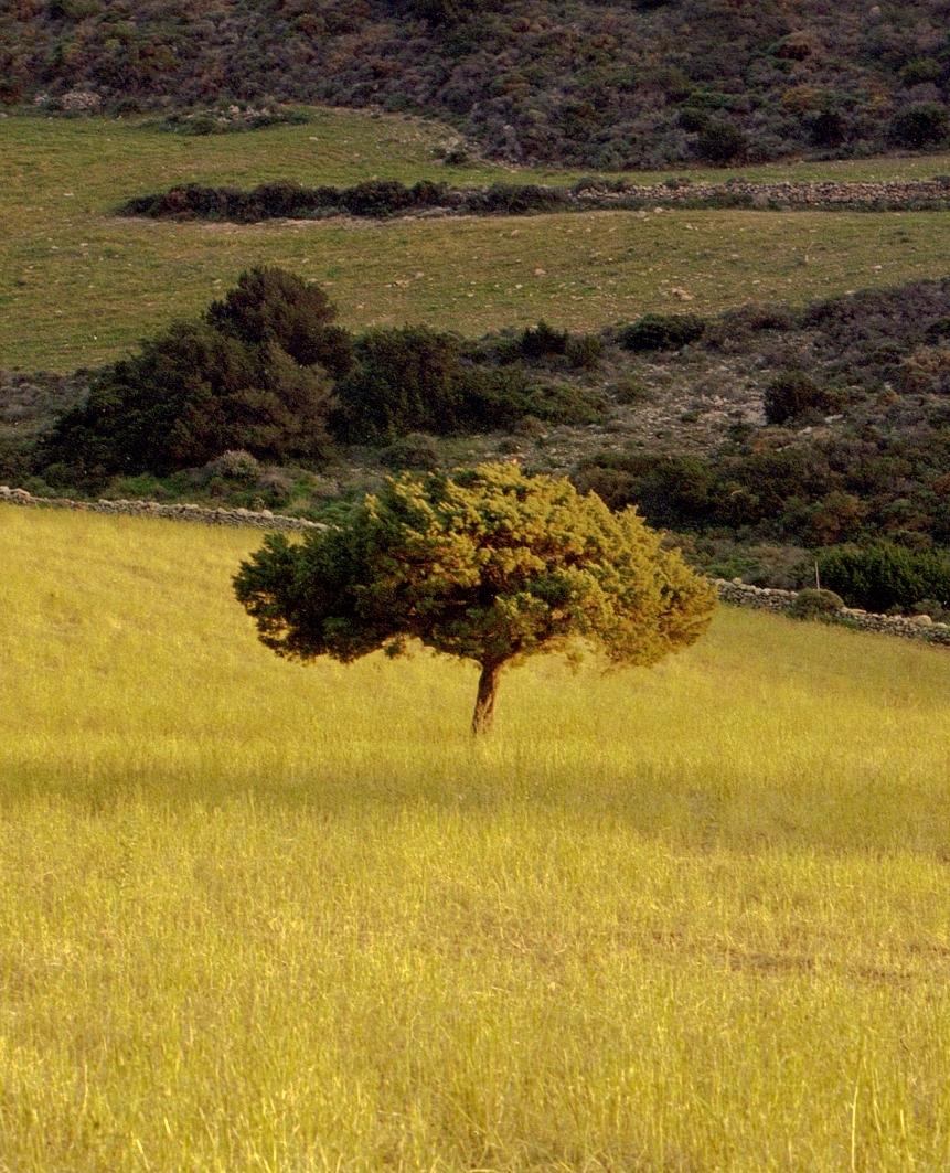 El árbol único - Photograph de Karla Hiraldo Voleau 
