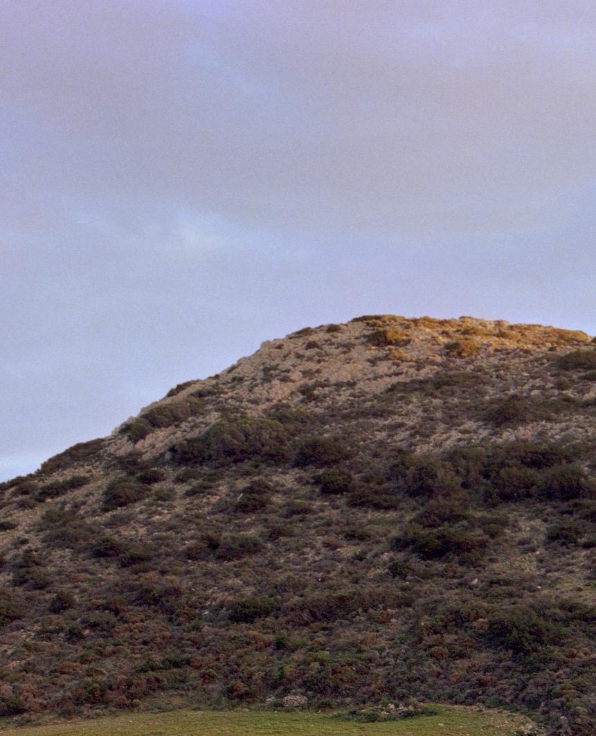 El árbol único - Photograph Contemporáneo de Karla Hiraldo Voleau 