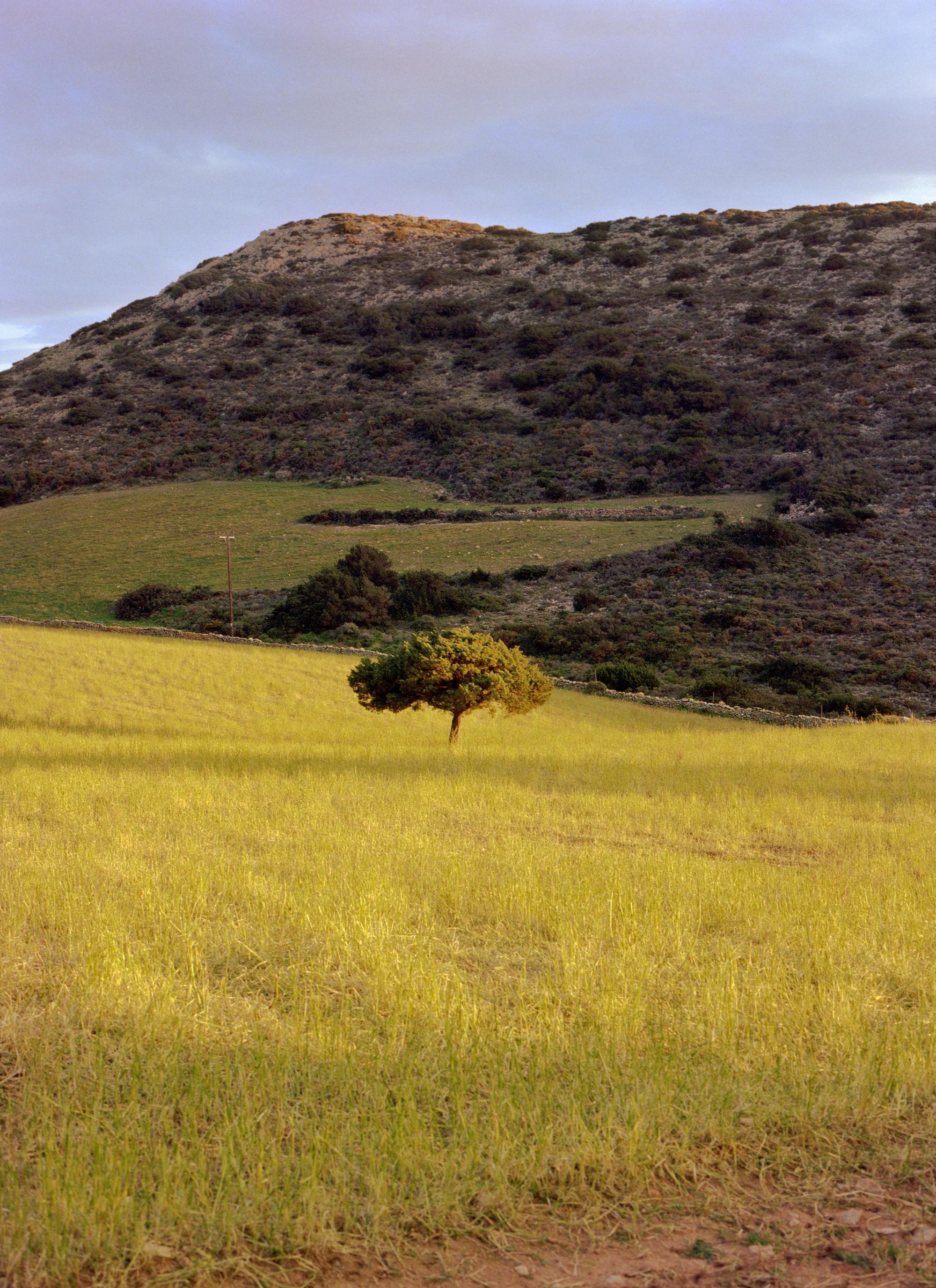 Der eine Baum