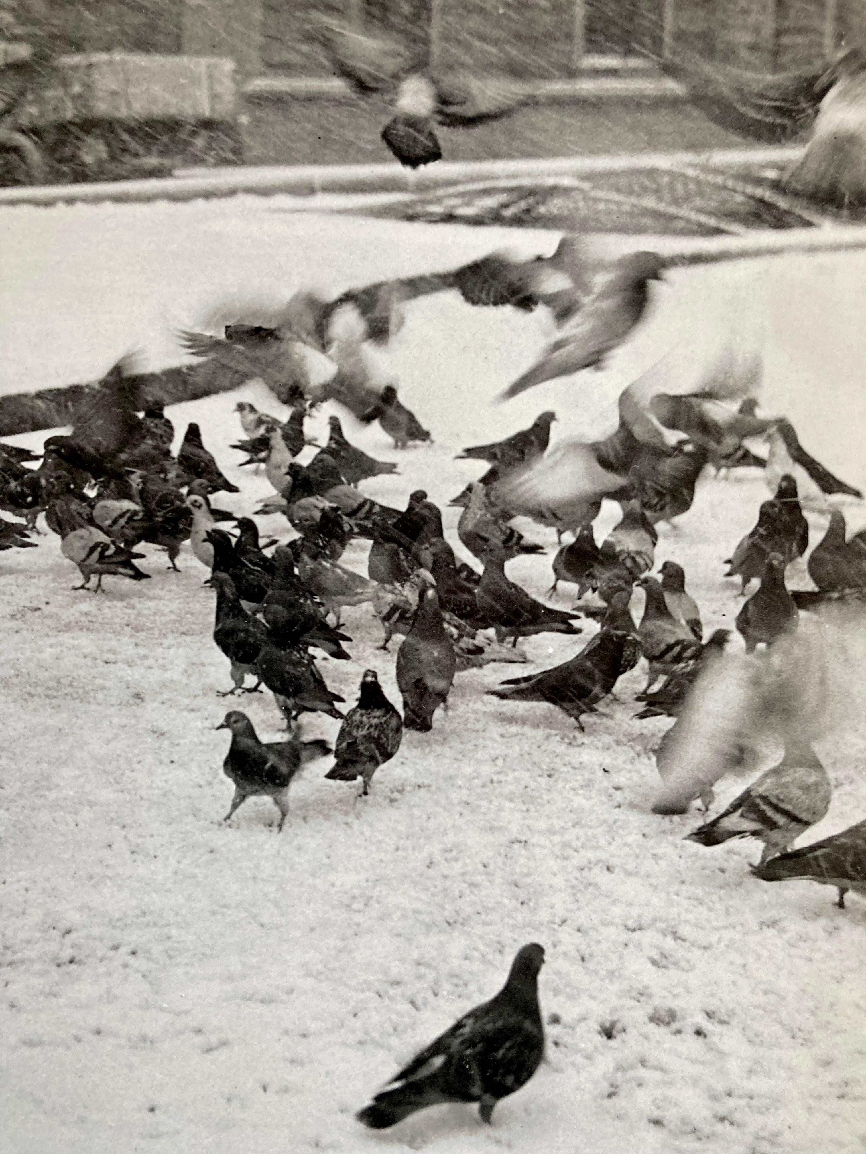 Pigeons-Fotografie in Schwarz-Weiß, Fotopapier, signiert (Grau), Still-Life Photograph, von Karol Kallay