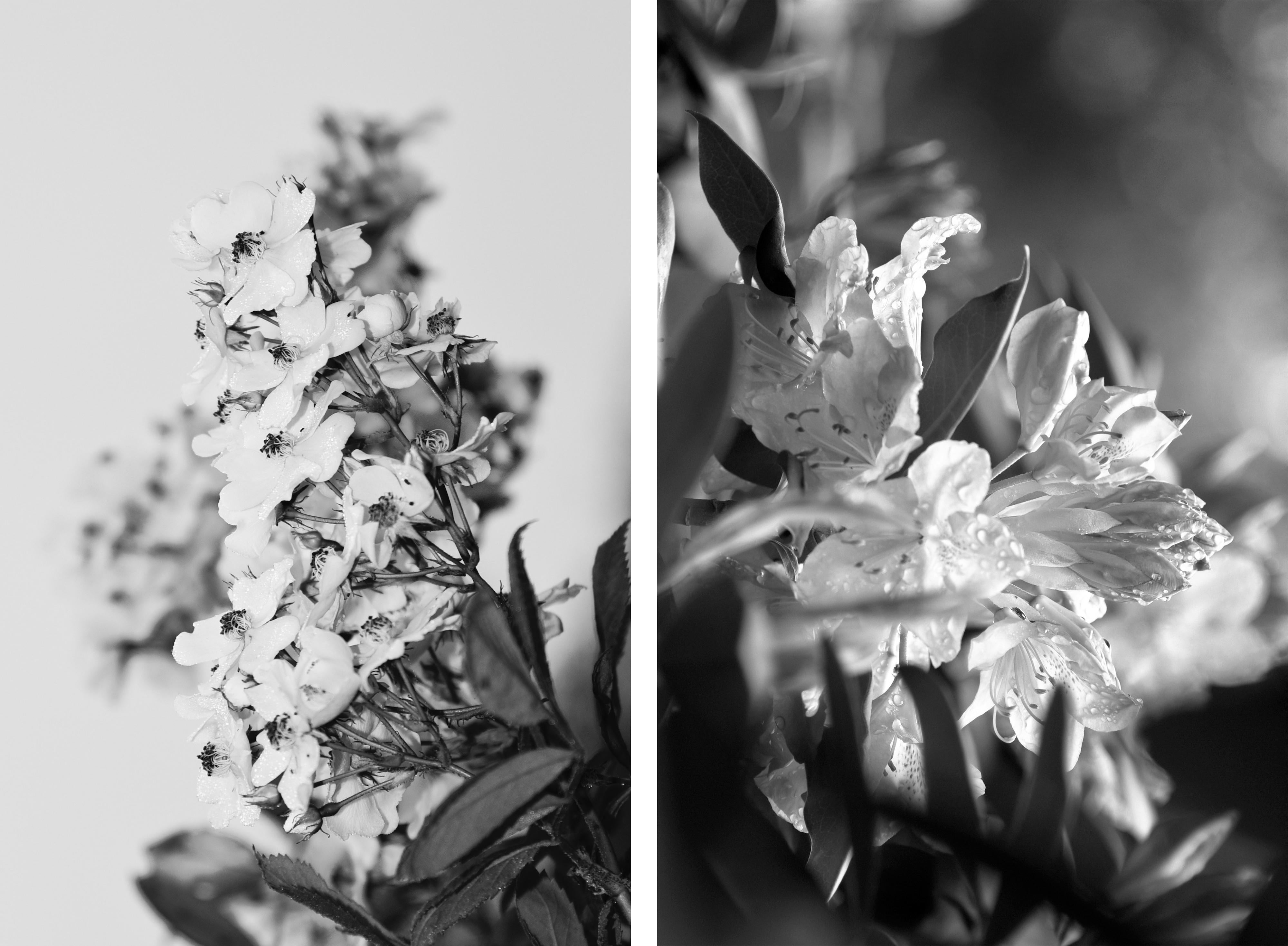 Kat O'Neill Black and White Photograph - Power to the Flower Black N White Diptych #1