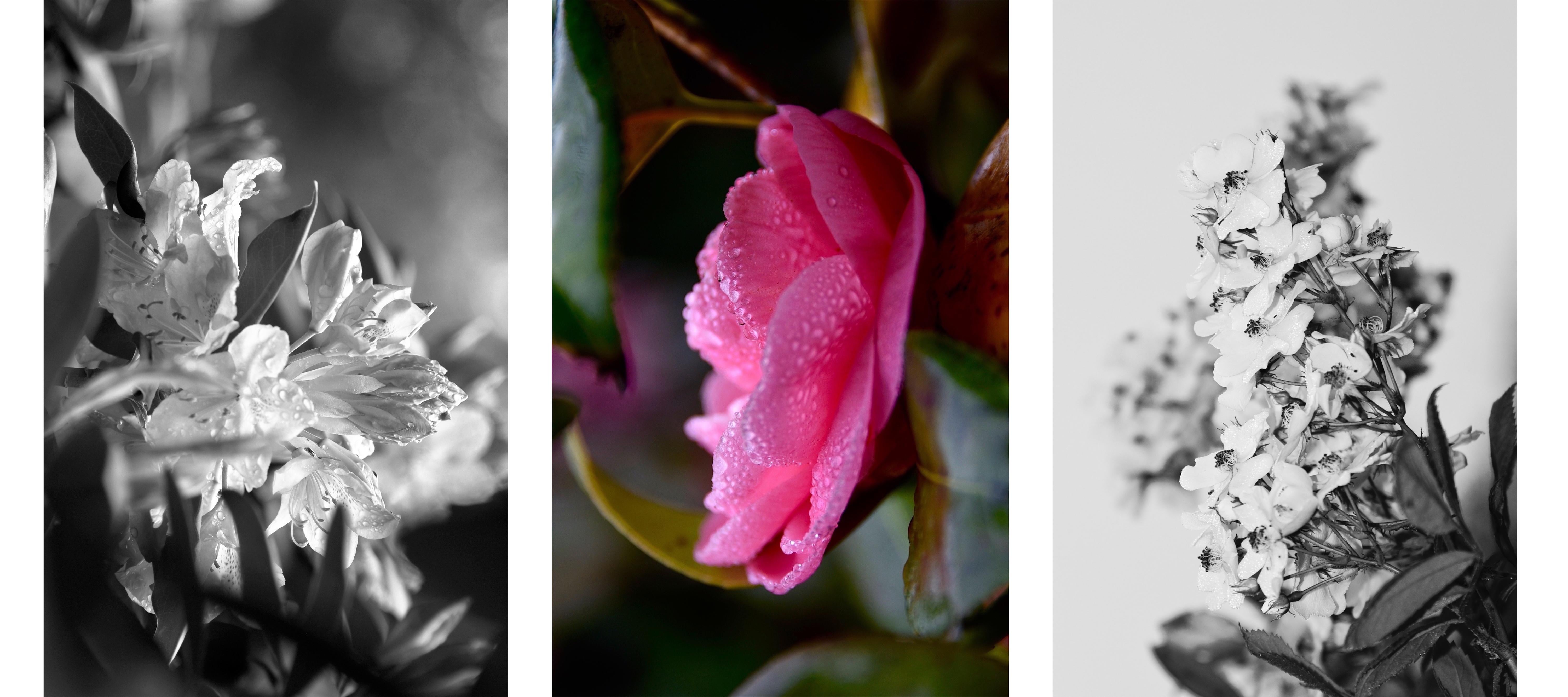 Kat O'Neill Black and White Photograph - Prettiest in Pink/Triptych