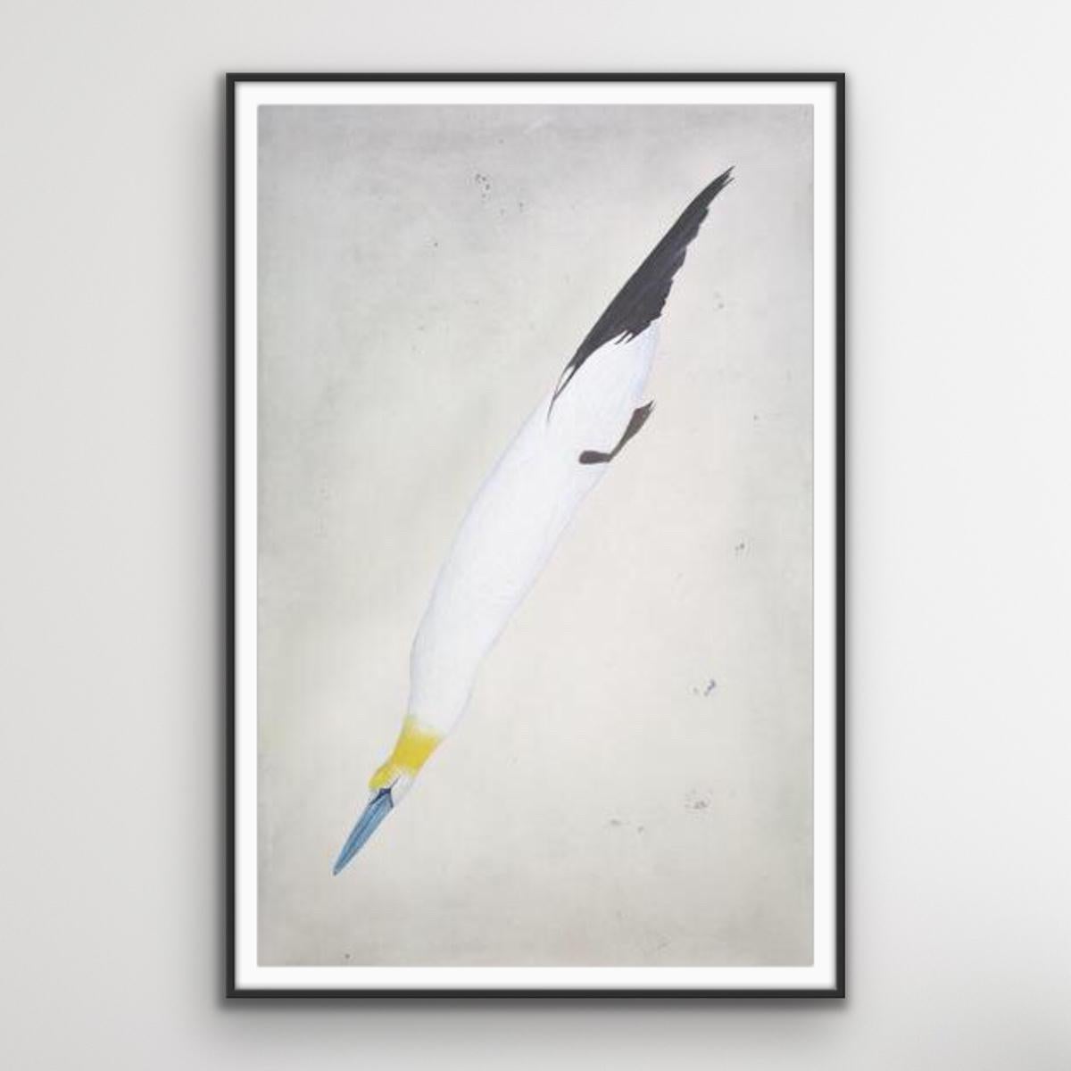 Gannet, Kate Boxer, Limited edition print, Drypoint print, Bird and Wildlife art - Contemporary Print by Kate Boxer 